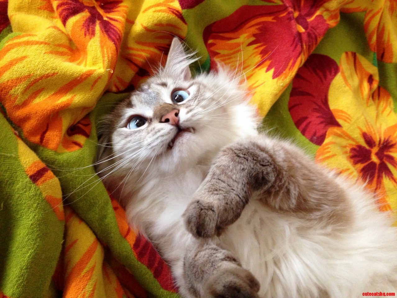 Kitty Is Photogenic.