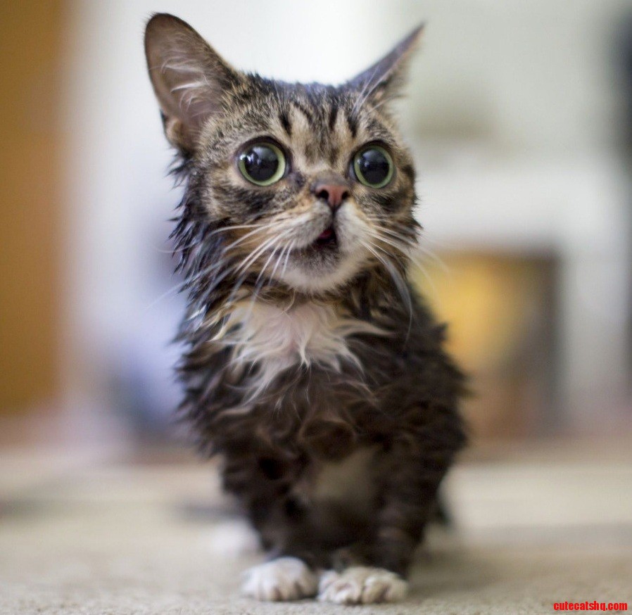 Kitty Never Expected the Big Surprise Was a Puppy.