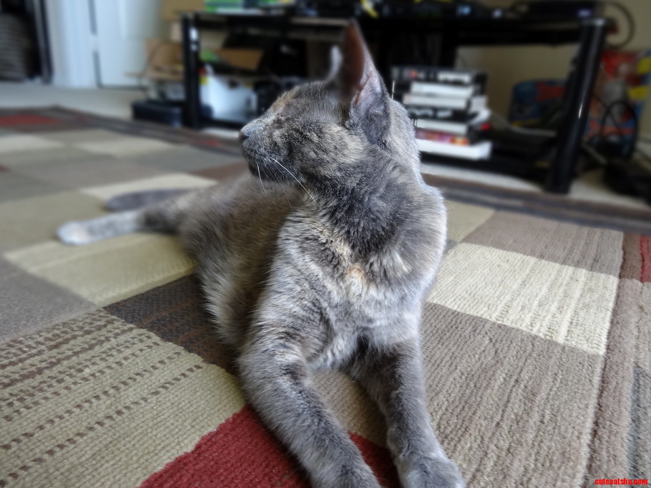 Kitty Pictures Today