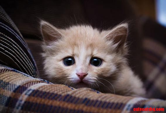 Kitty Stop Arguing Guys. Youre Stressing Meowt