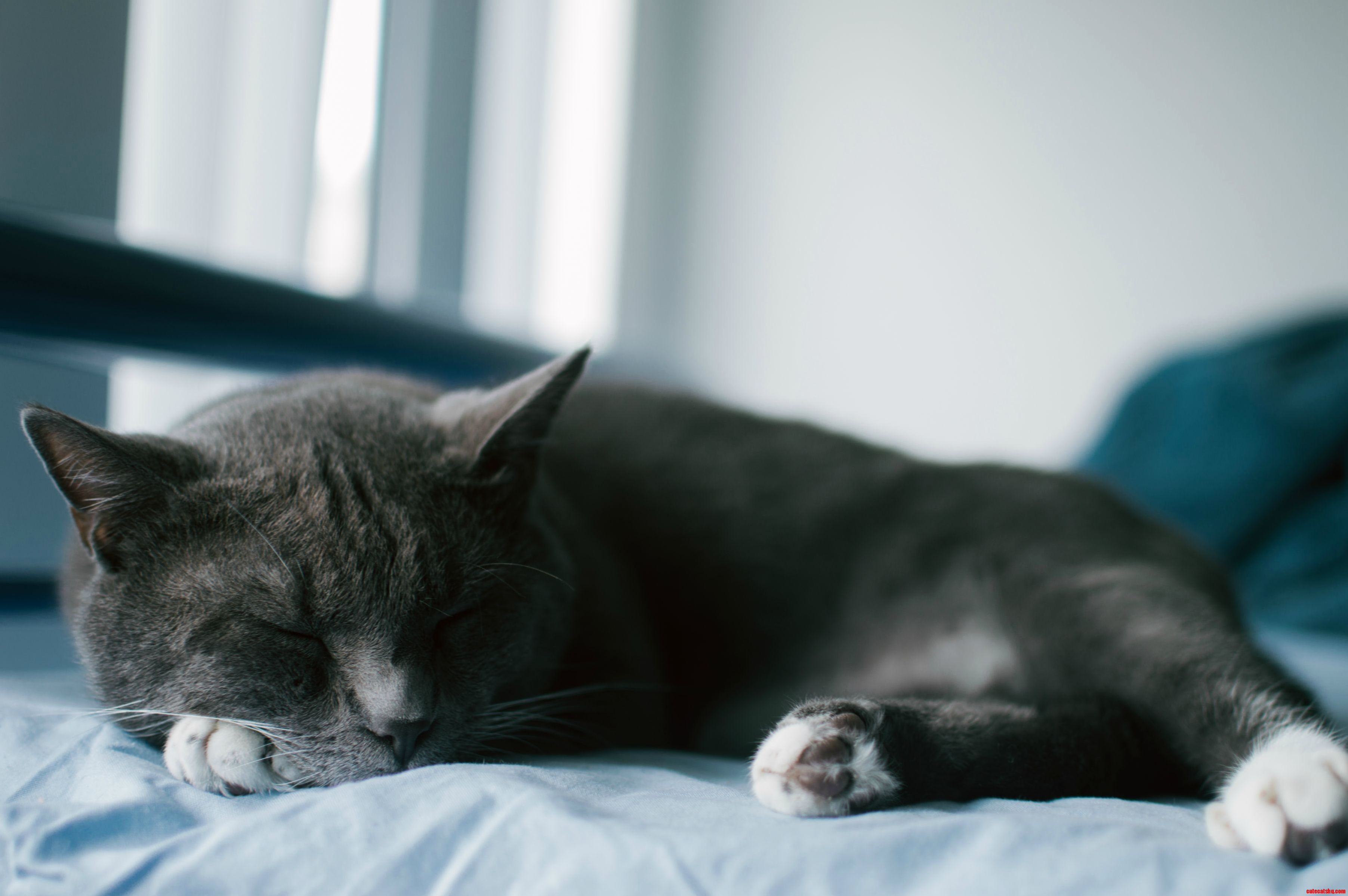 Lazy Sunday