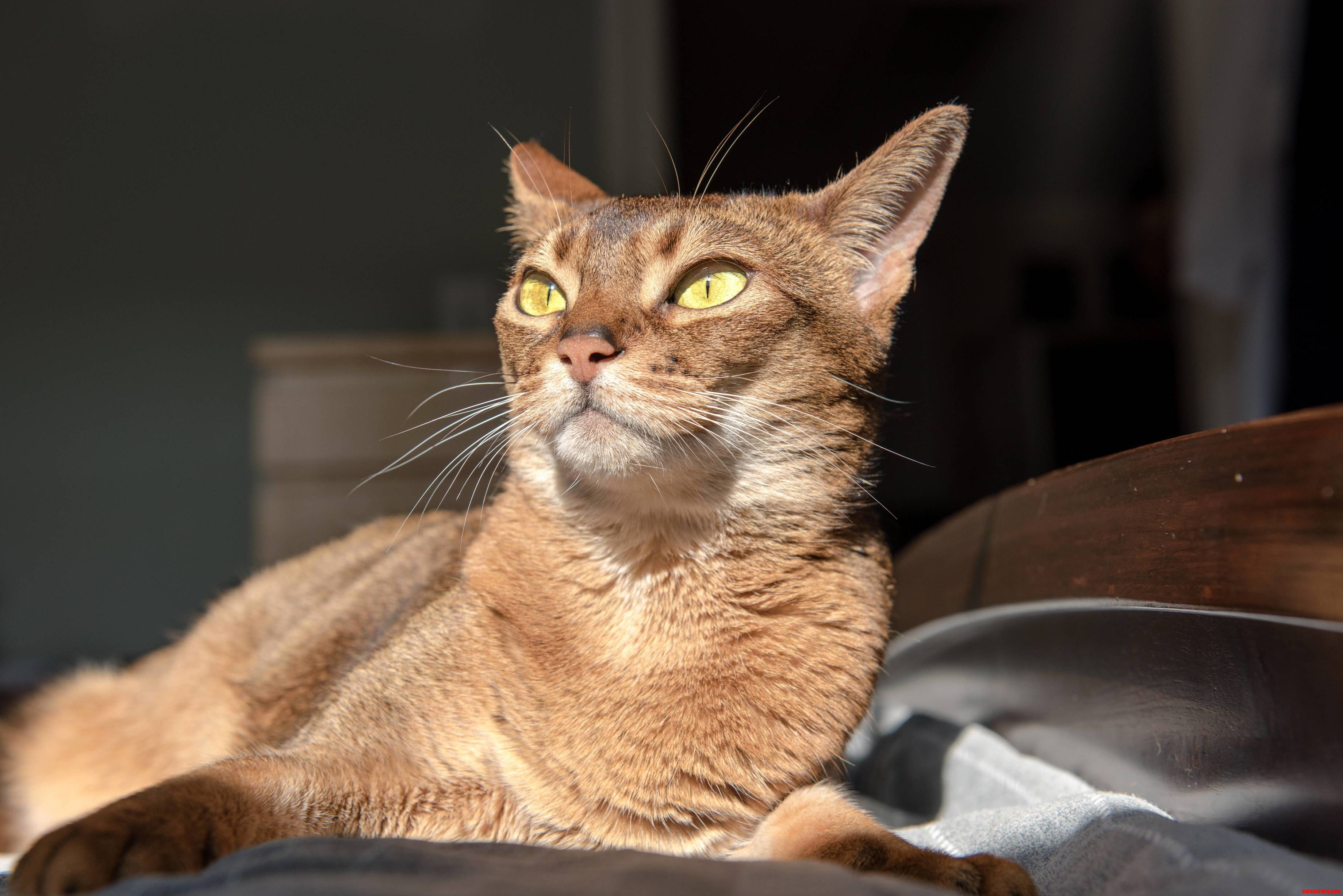Leia Princess and Supermodel