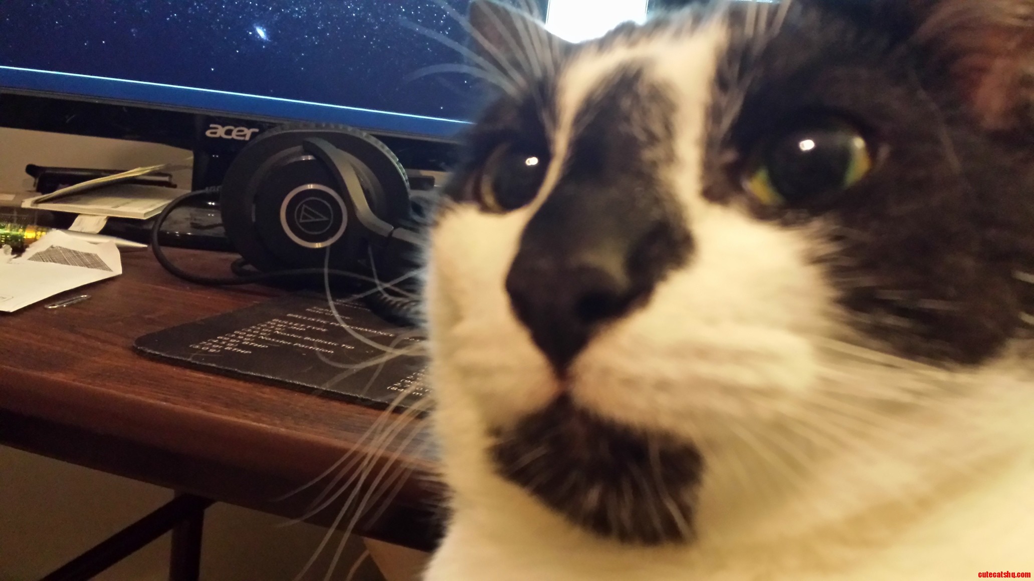 Linus the Cat