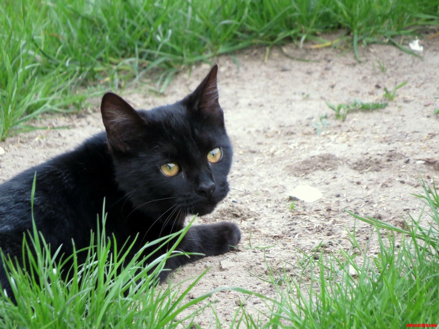 Little Misia Enjoying Her First Spring.