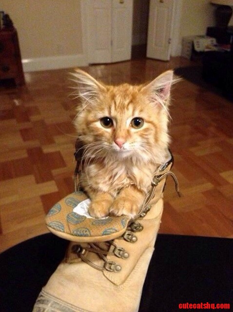 Little Puss in Boots...