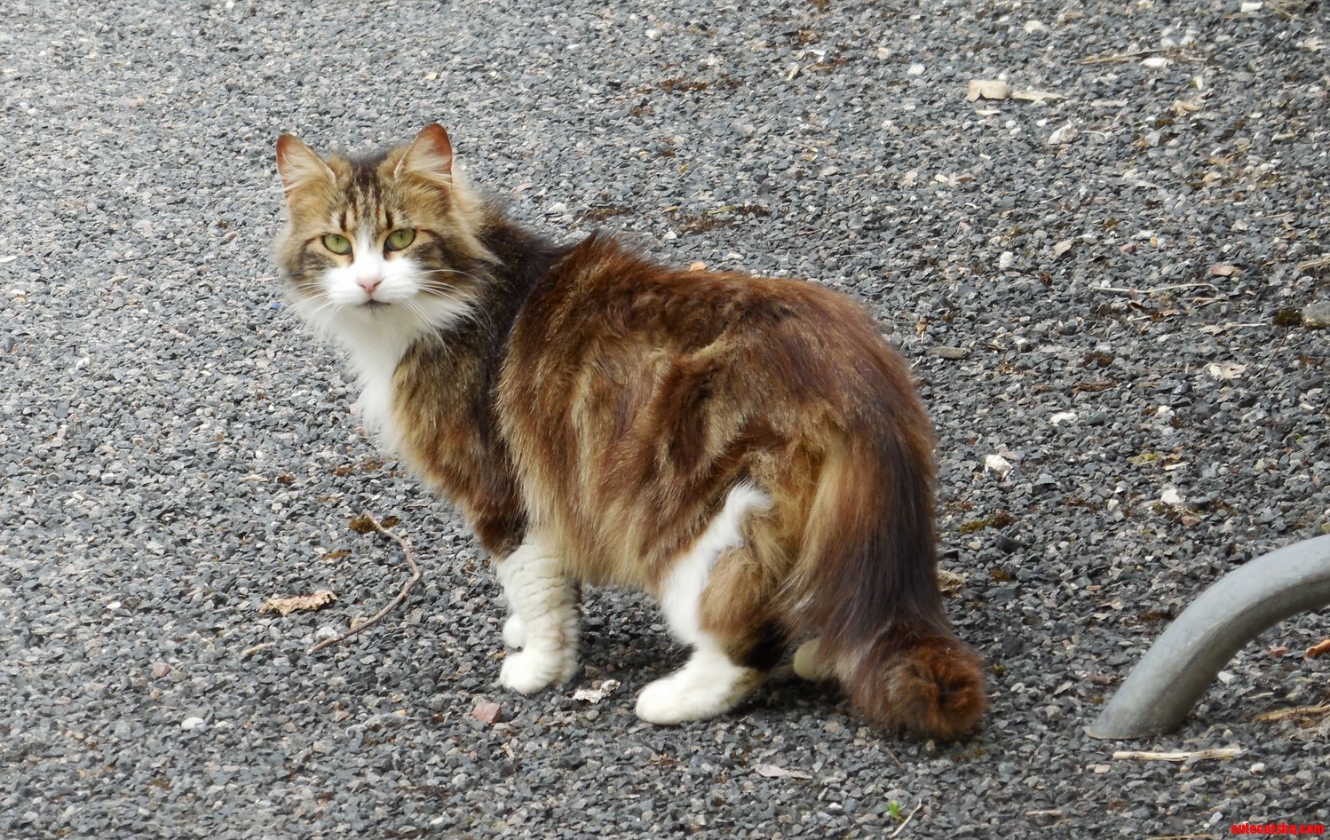 Long Haired Stray Cat