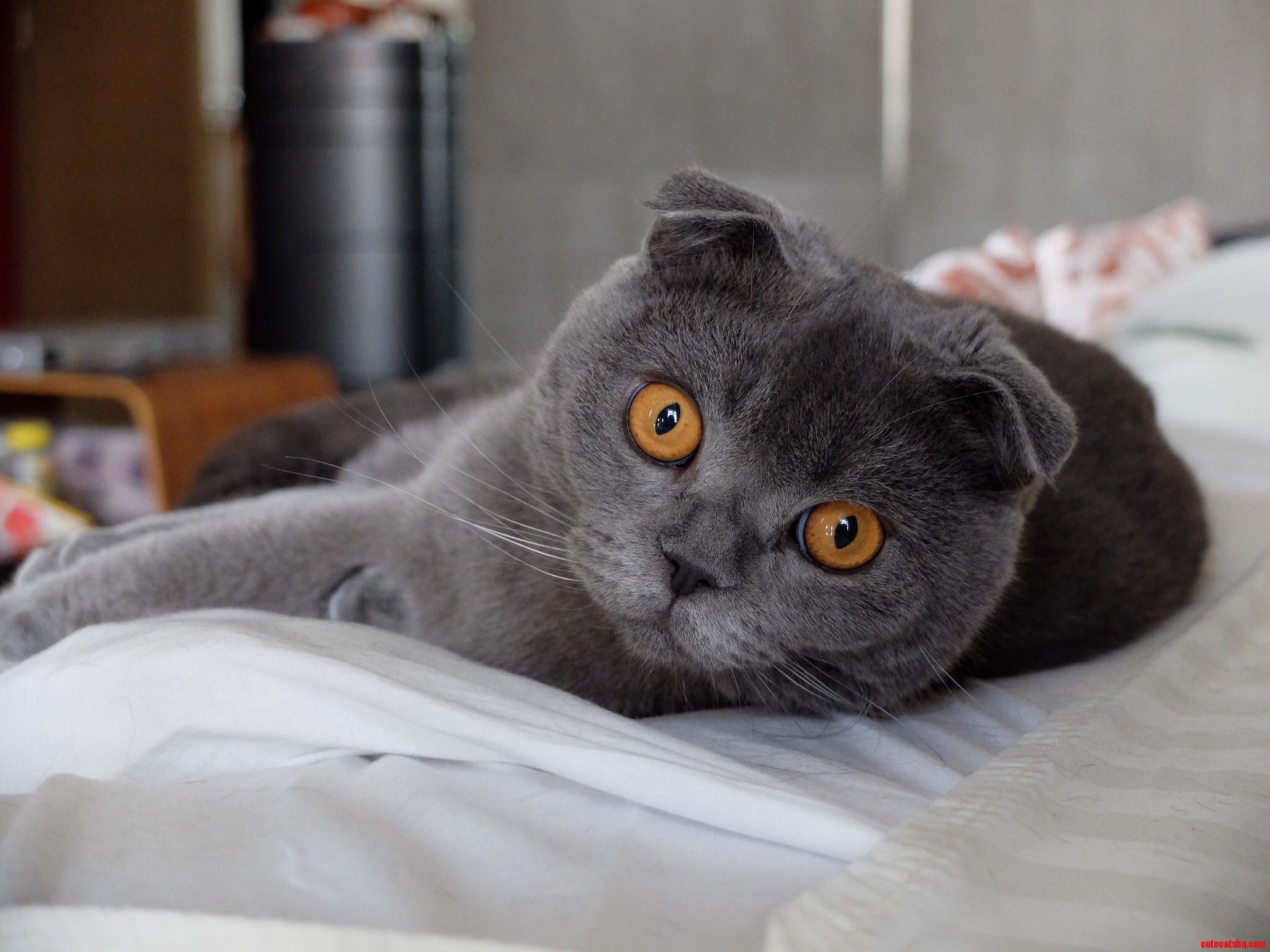 Look Into My Eyes...