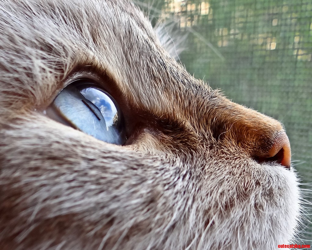 Looking to the Heavens