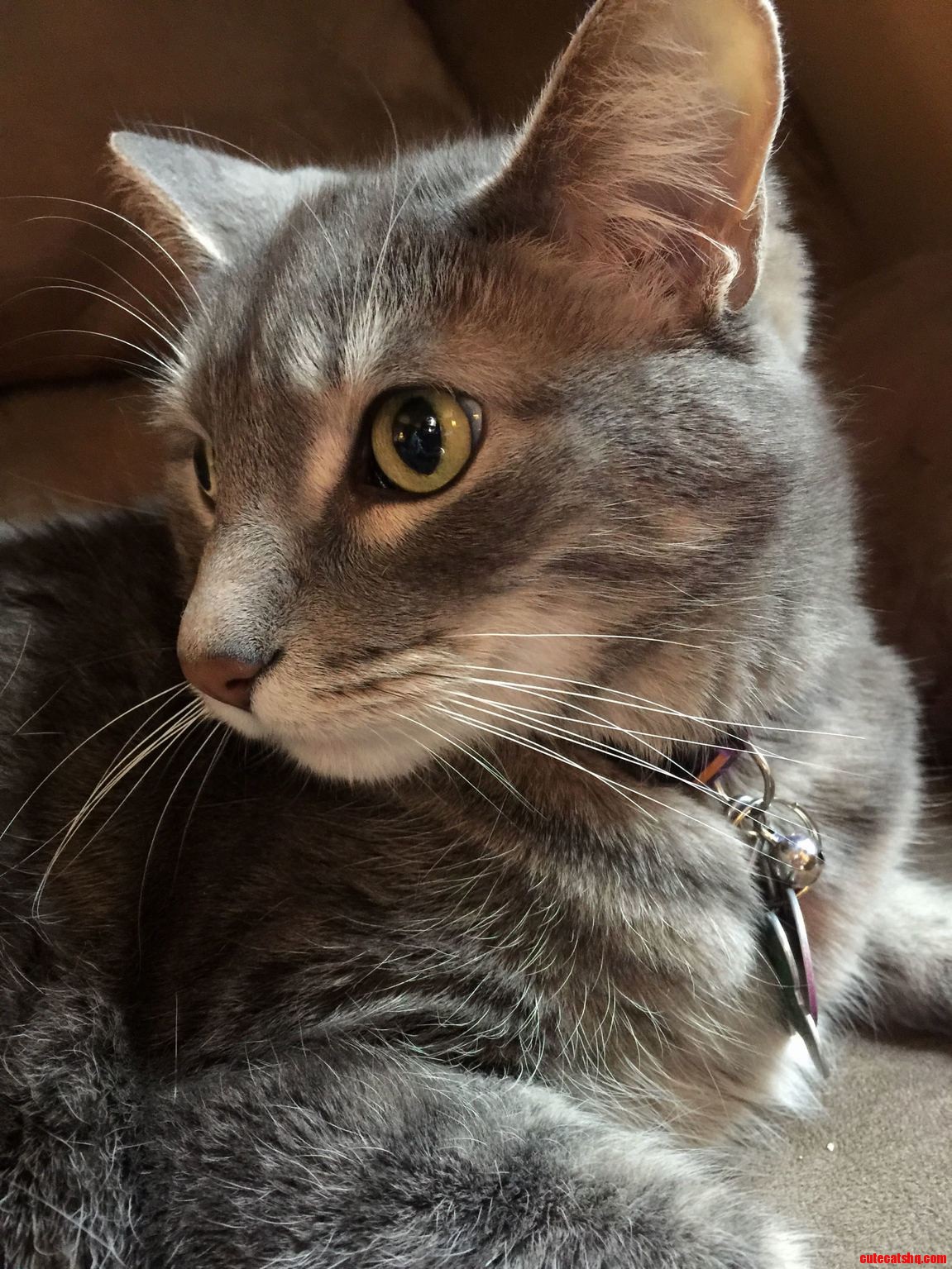Love This Furball