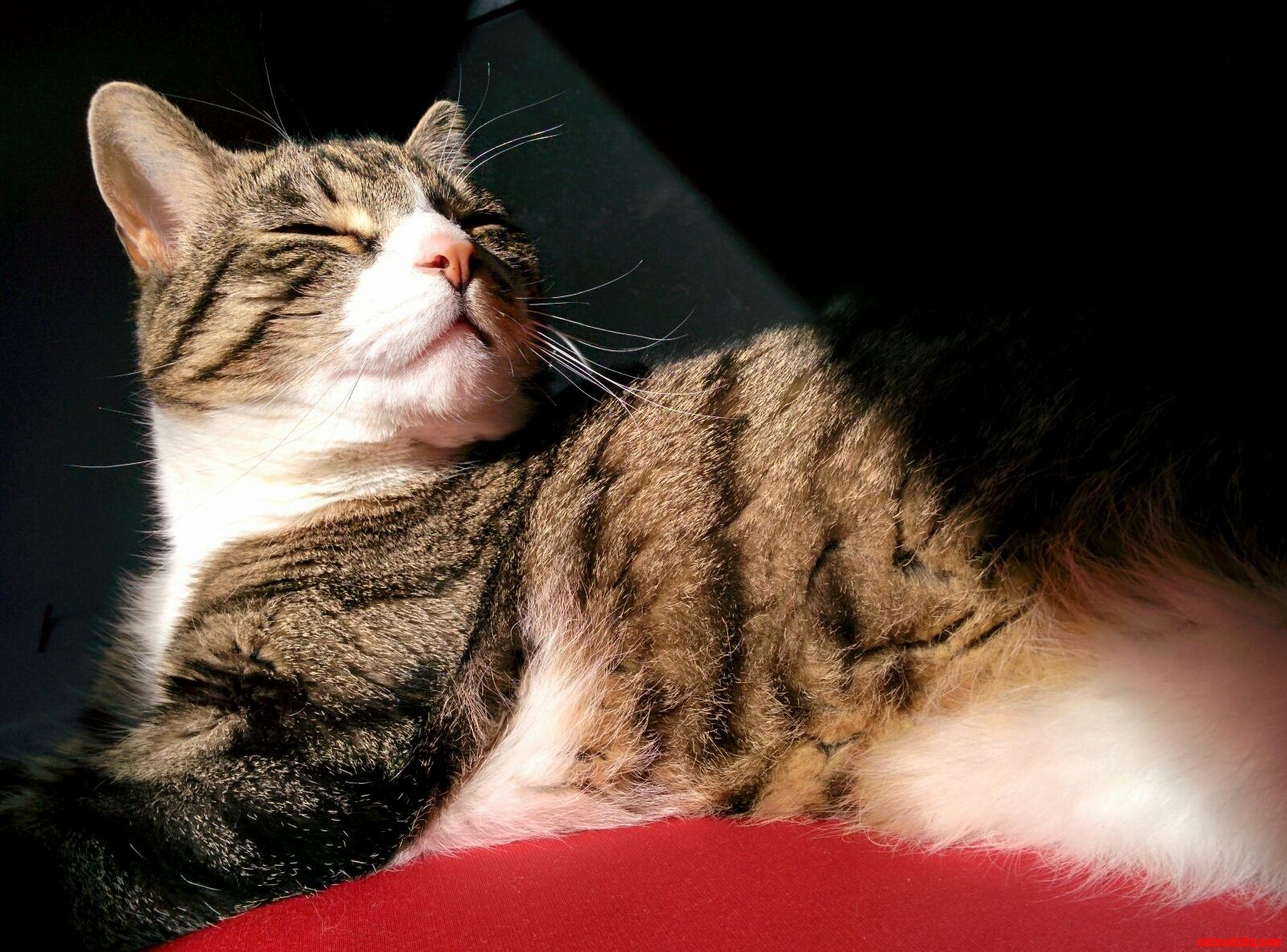 Luke in His Full Glory