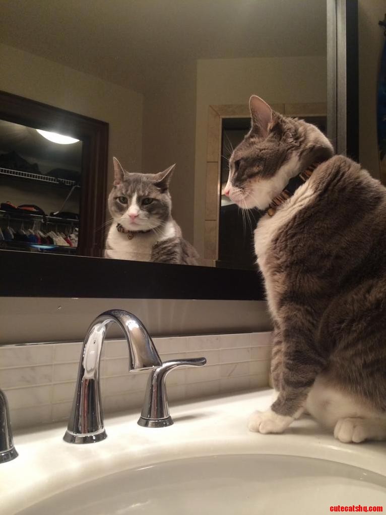 Mean Mugging Cat Through Window