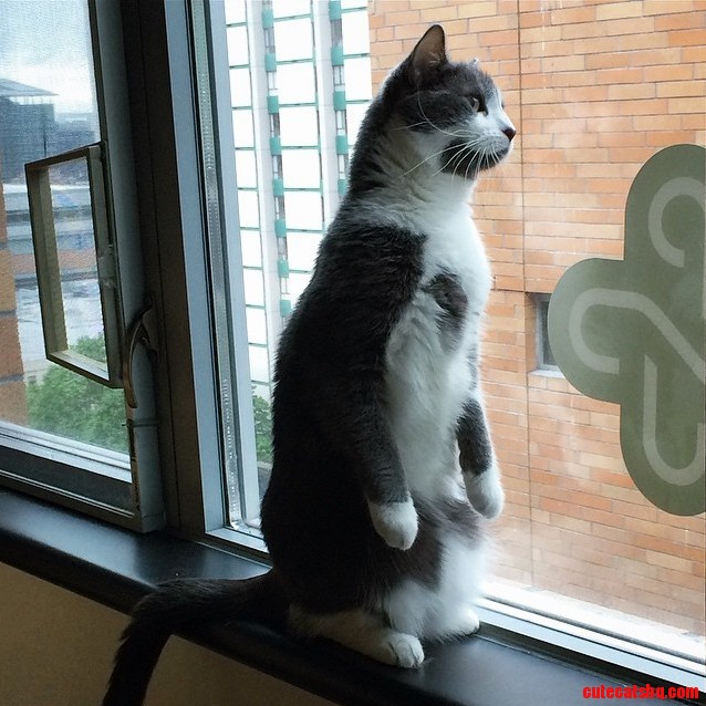 Meerkat
