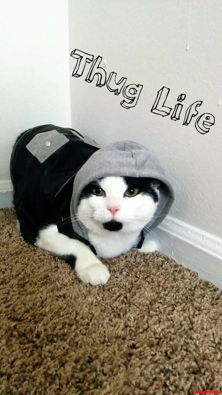 Meet Lieutenant Dan My Two Legged Homie.
