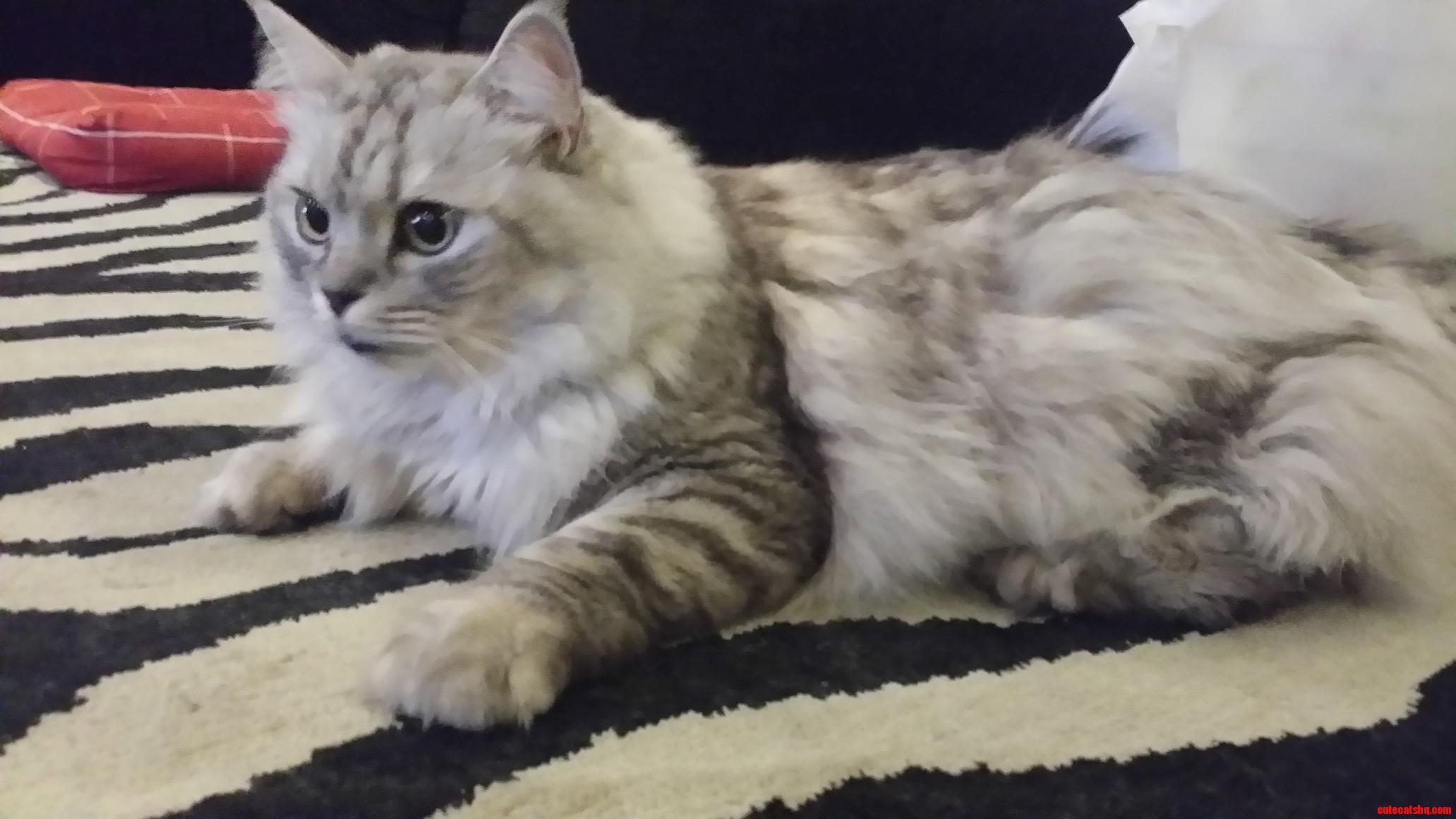 Meet My Friends Cat Sheddy