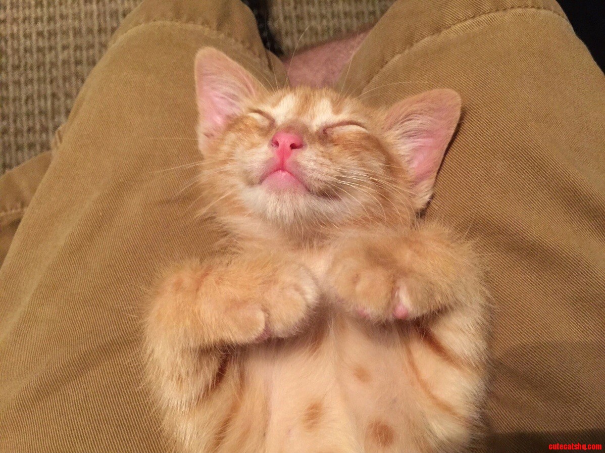 Meet with Cute Ollie.