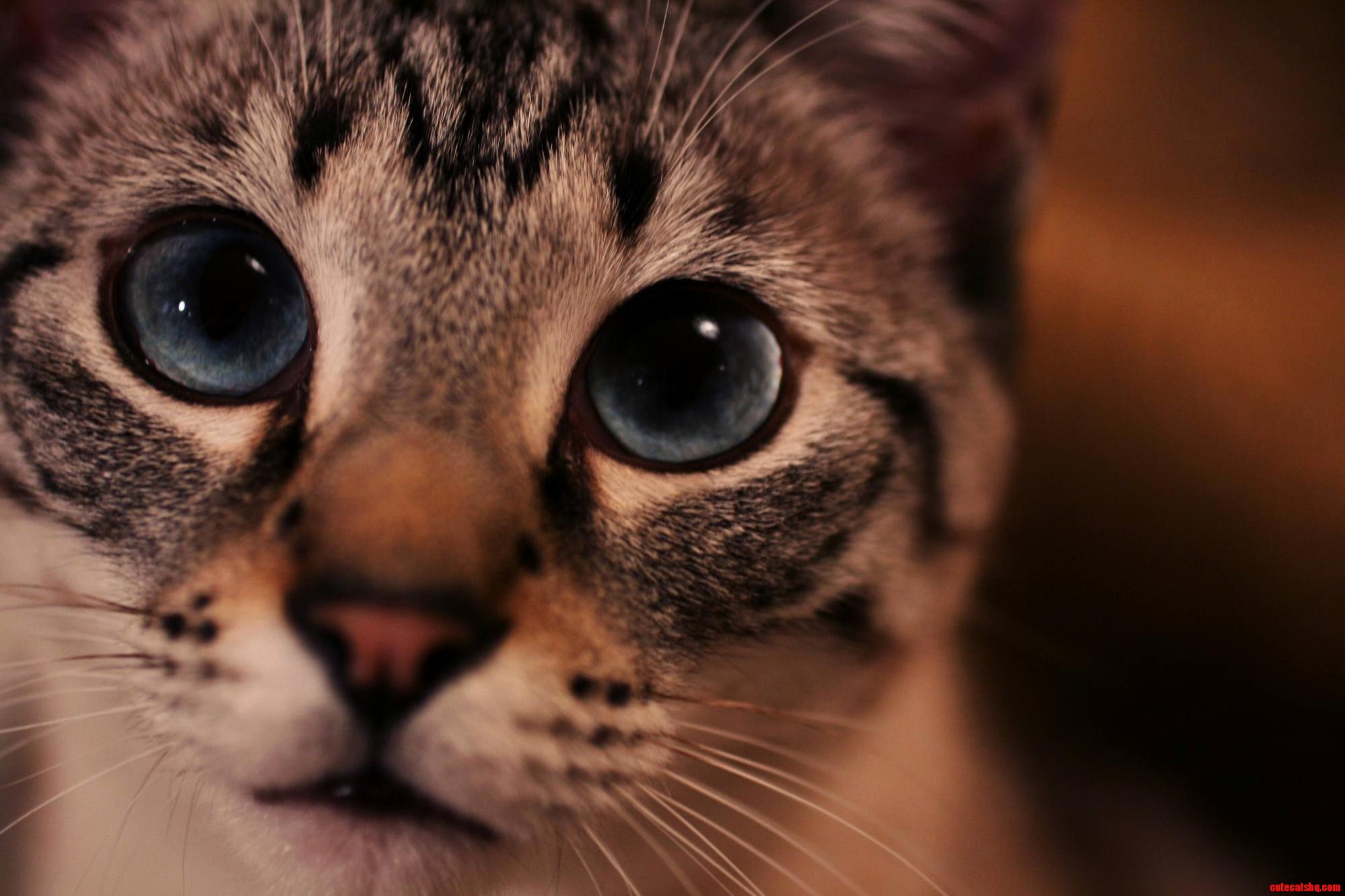 Meow