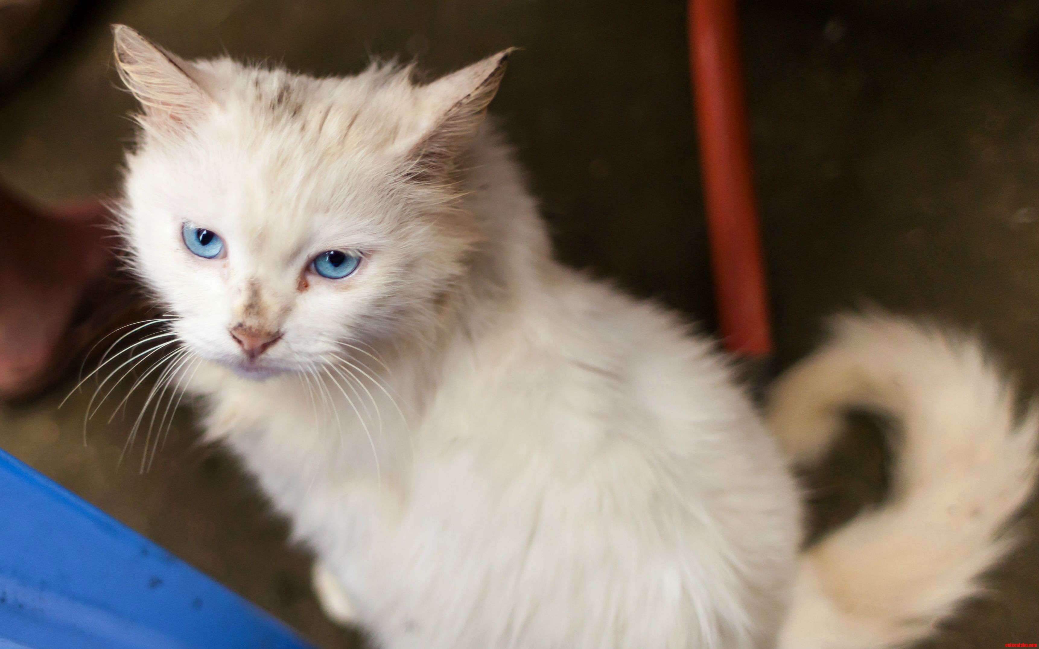 Met This Blue-eyed Beauty in Vietnam