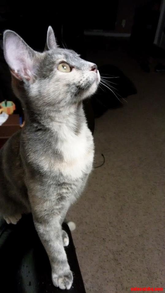 Misha Found a Fly