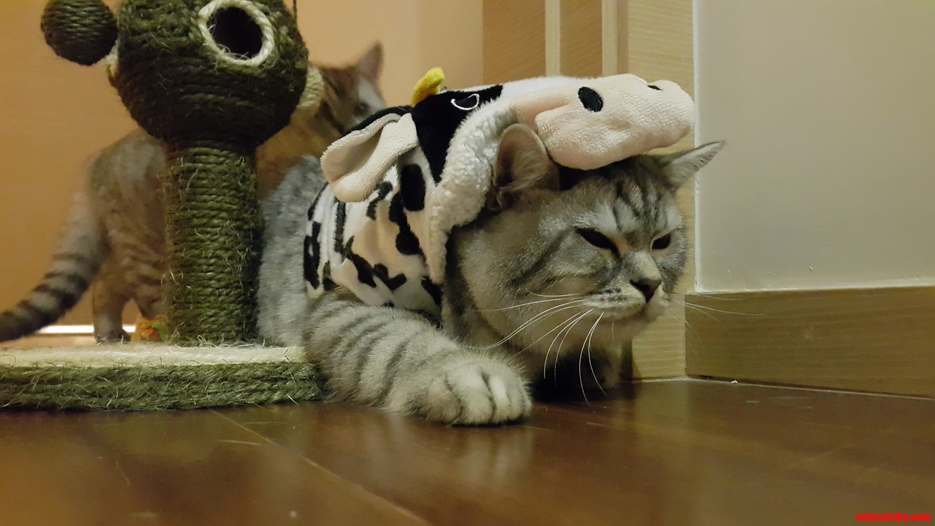 Moooooo.. Im Going to Kill You...