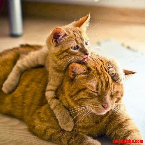 Mother Hood Is Cutest of All...