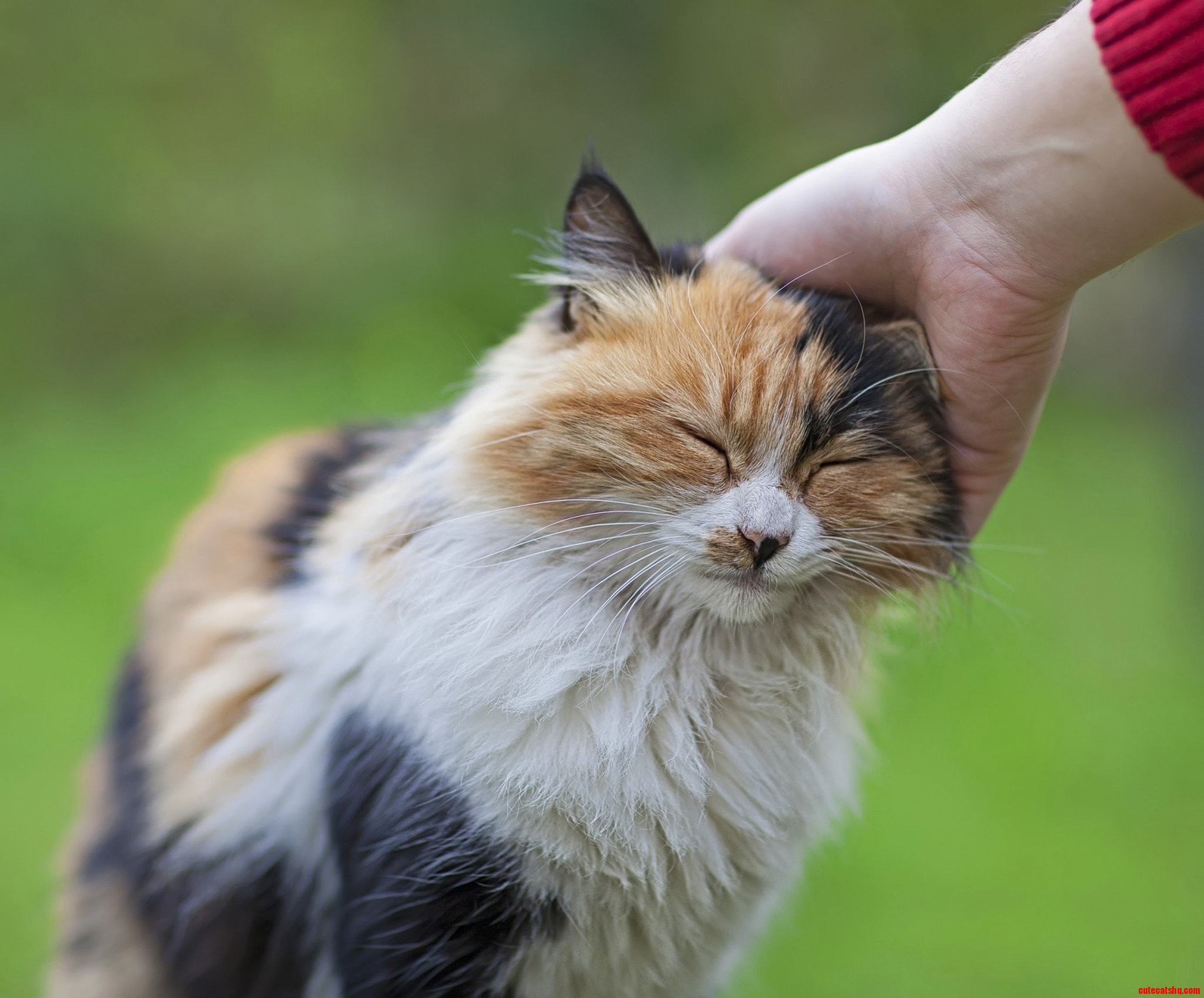 My Boyfriend Said It Was the Cat or Him Gee I Miss Him Sometimes.