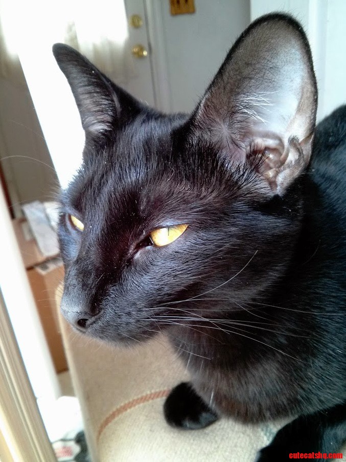 My Cat Meowmer She Has Has Large Ears.