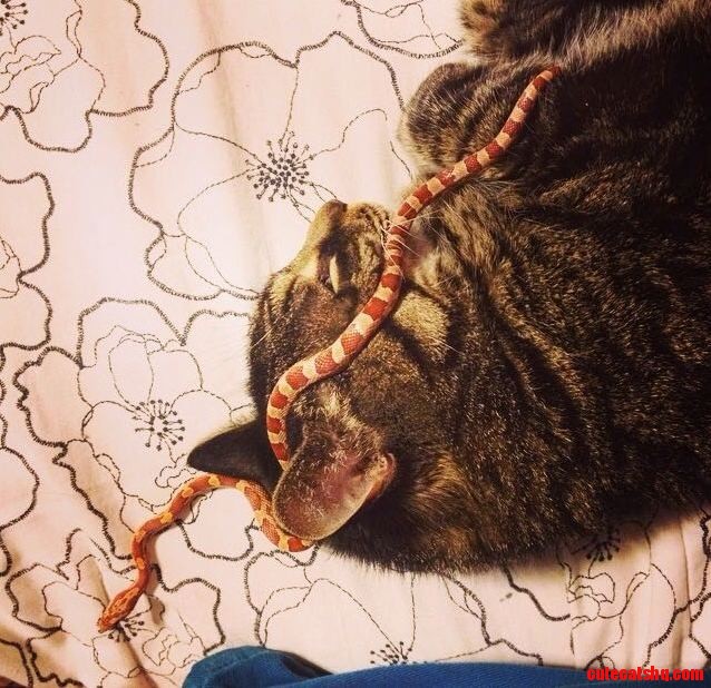 My Cat and Snake Get Along