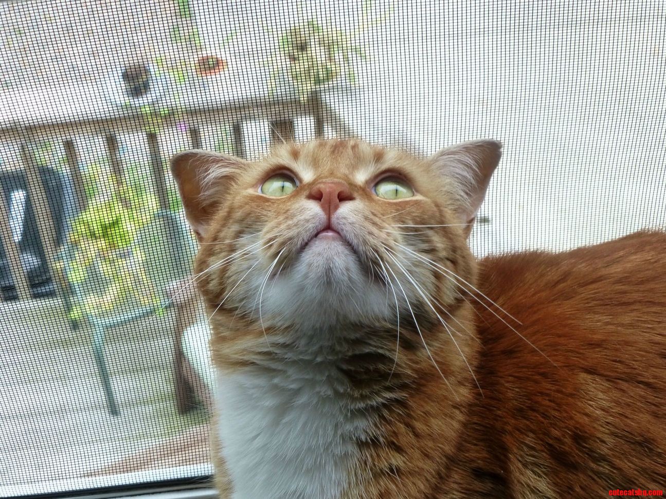 My Cat Focusing in a Flattering Pose