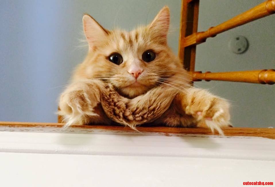 My Cat Is a Bit Weird