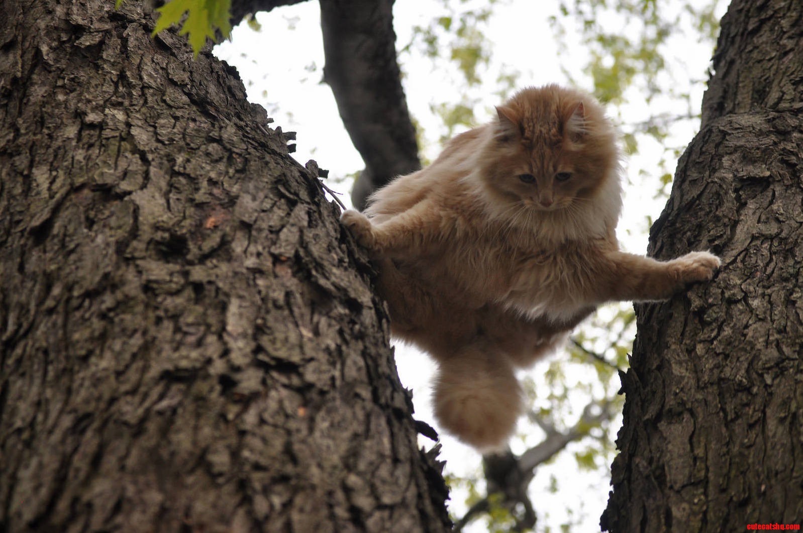 My Cat Is a Ninja