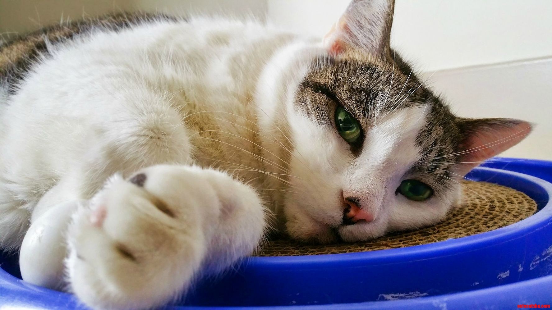 My Cat Loves His Cat Scratching Pad Especially After Some Catnip.