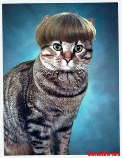 My Cat Netero Looked Like He Was in a School Portrait My Friends Photoshop Took It Next Level.