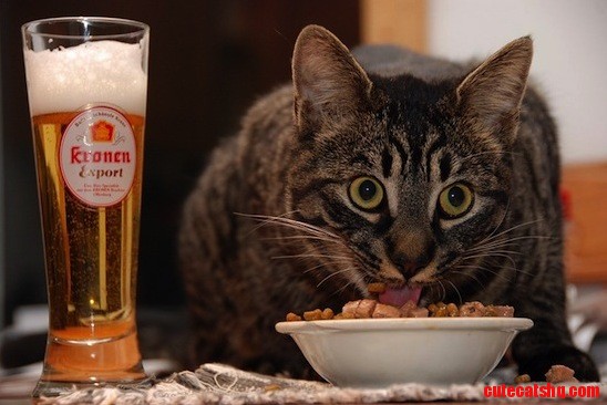 My Cat Watch Barcelona Vs Bavaria