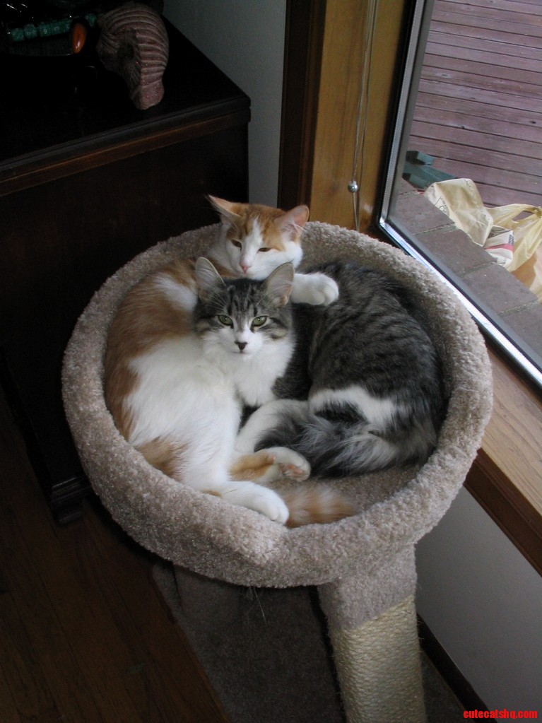 My Cats Snuggling When They Were Kittens