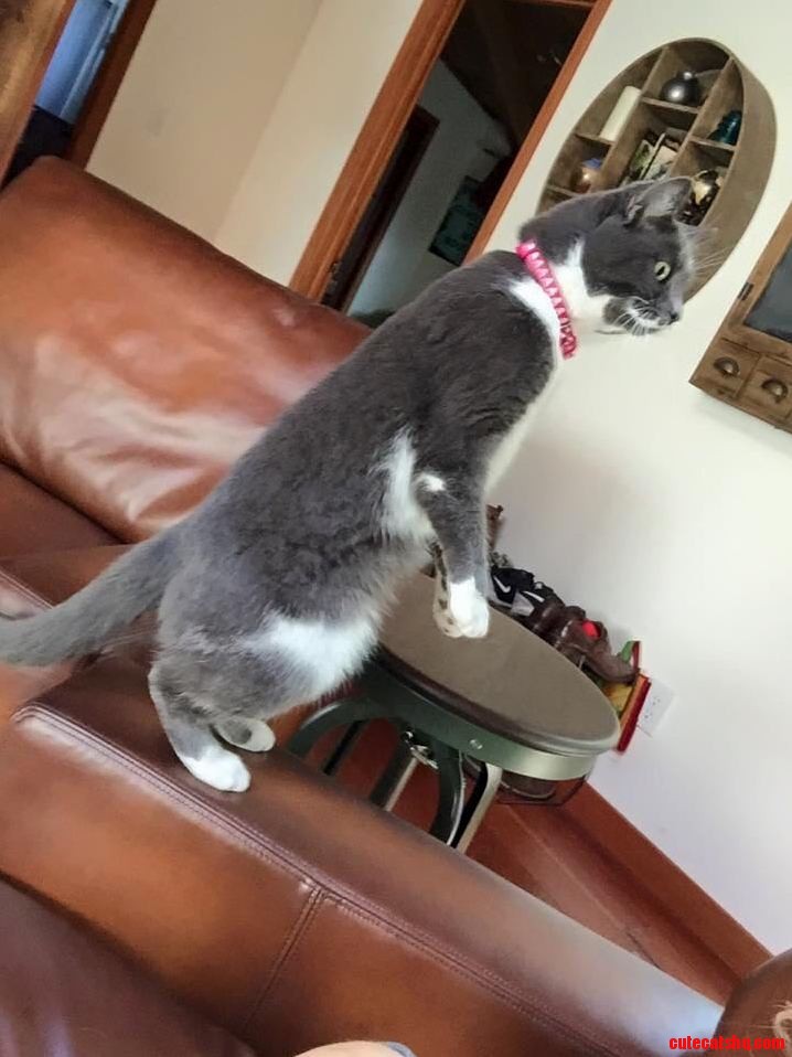 My Friend Has a Meercat
