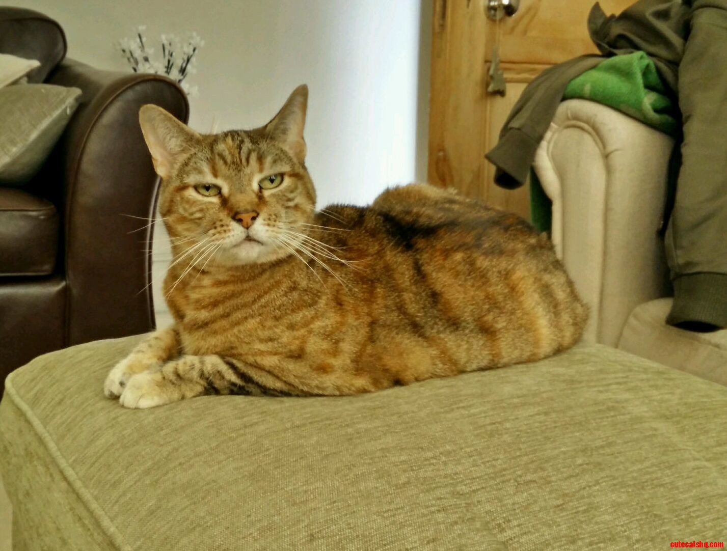 My Friends Cat Does Not Mess Around