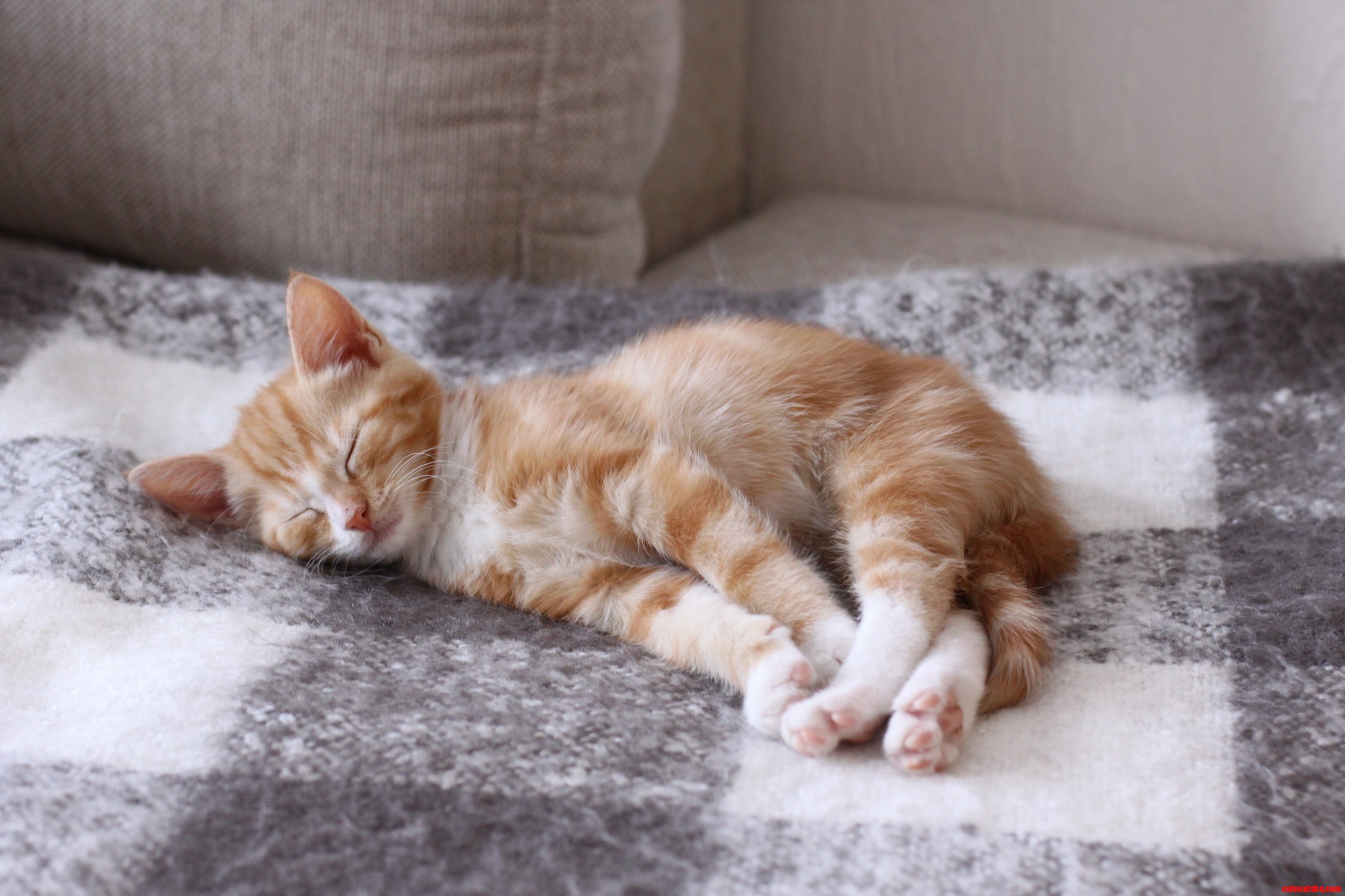 My Kitten 13w He Is Actually Half Maine Coon Do You Think He Will Grow More Fluff