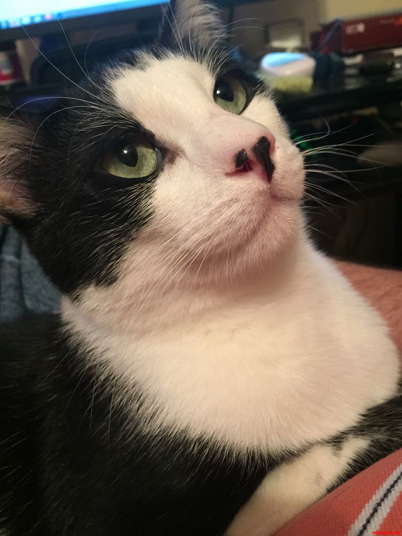 My Little Green Eyed Monster