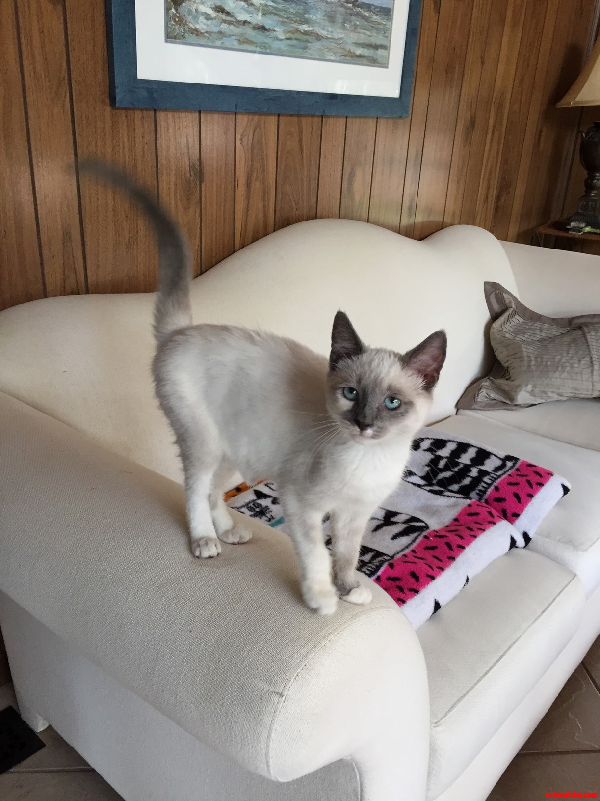 My New Roommate Pom Pom. a Rescue Kitty from Smawl