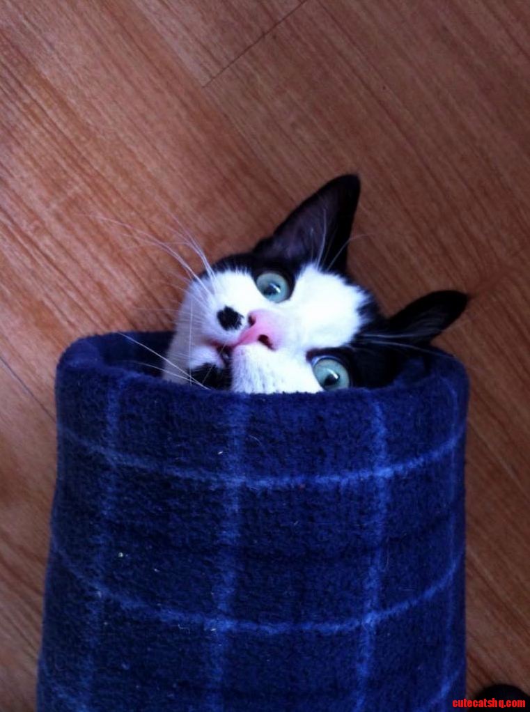 My Purrfect Purrito
