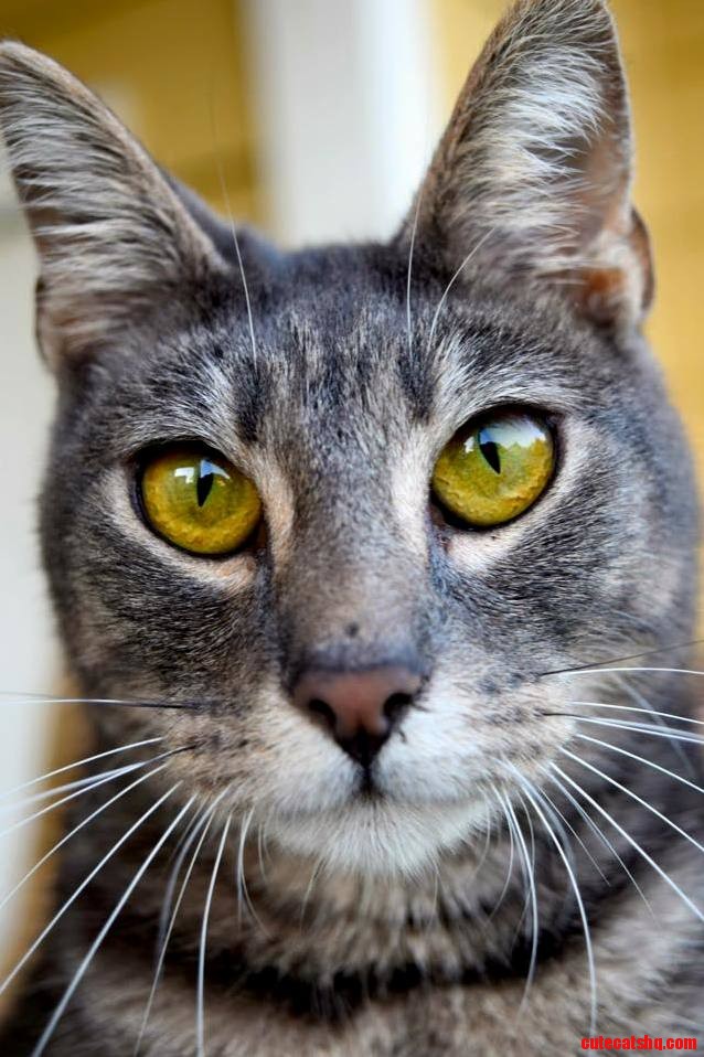 My Roommates Boyfriend Got a New Camera and Tested It Out on My Cats. He Looks Gorgeous