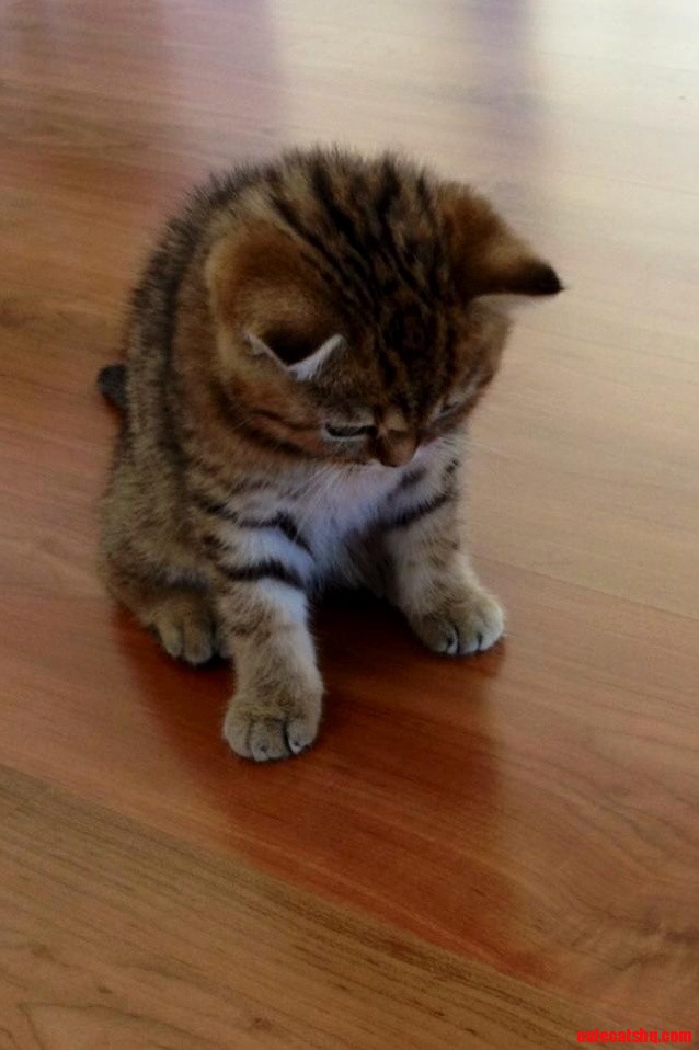 New Family Member. Just So Cute...