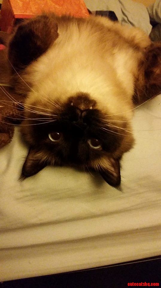 Oh Hai