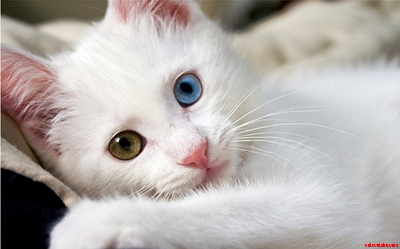 Our Baby Vancat