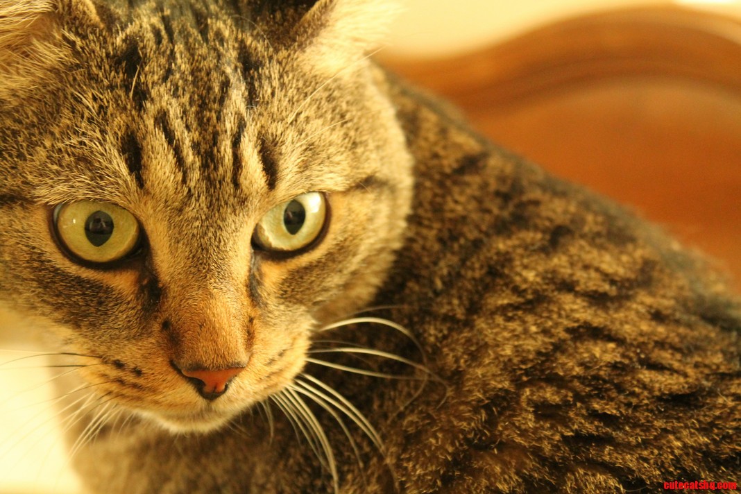 Our Little Buddy Heath Just Being Photogenic As Fuck
