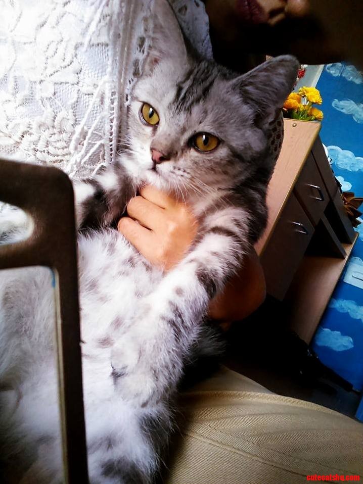 Our New Boy Pororo