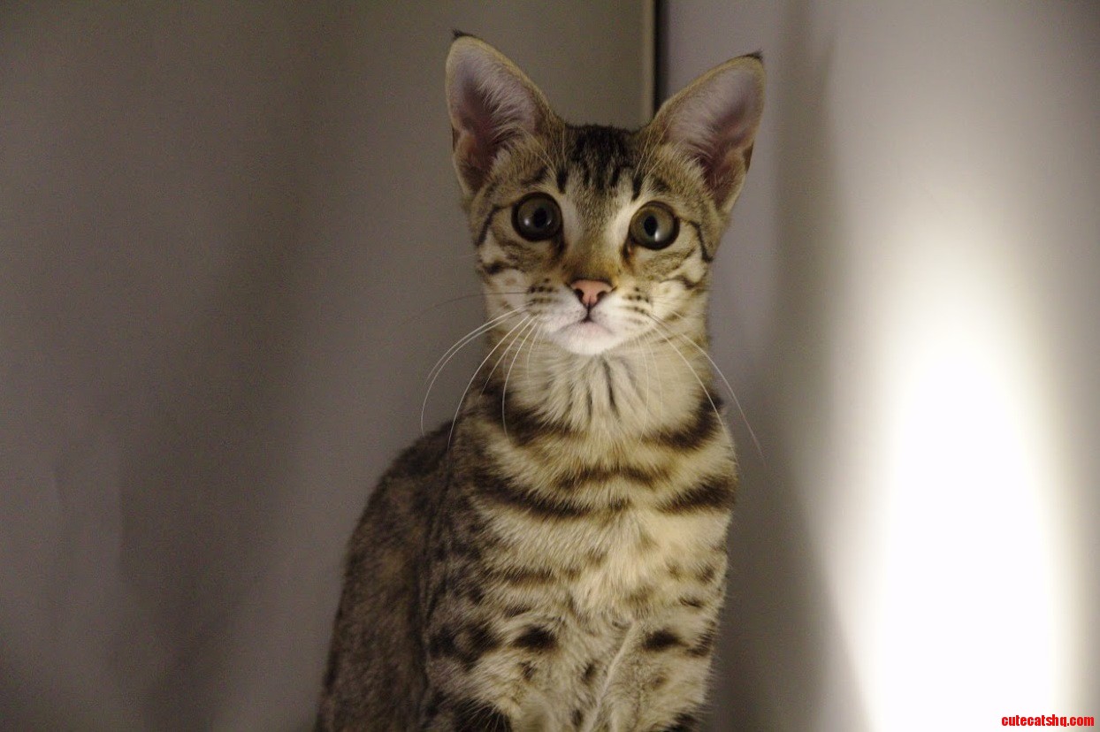 Our Savannah Posing in the Lightbox She Wasnt Supposed to Be the Model of the Day...