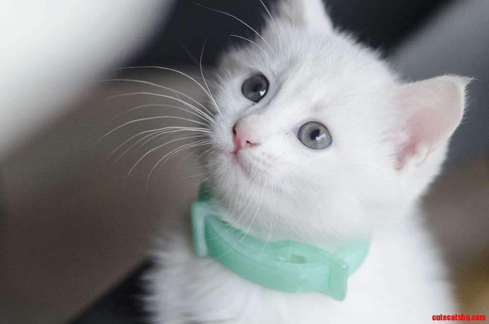 Photogenic Cat...