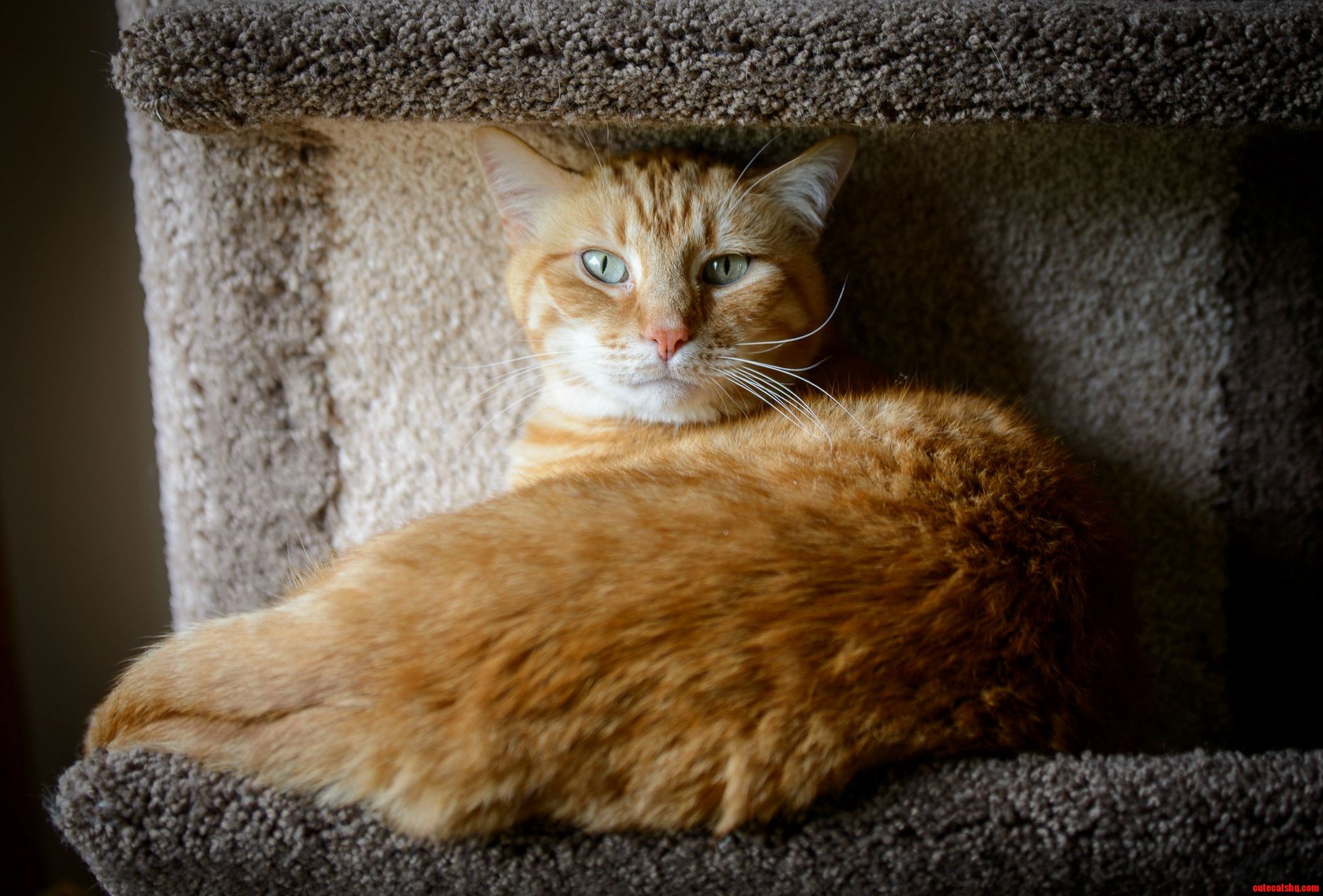 Puff in His Cat Tree