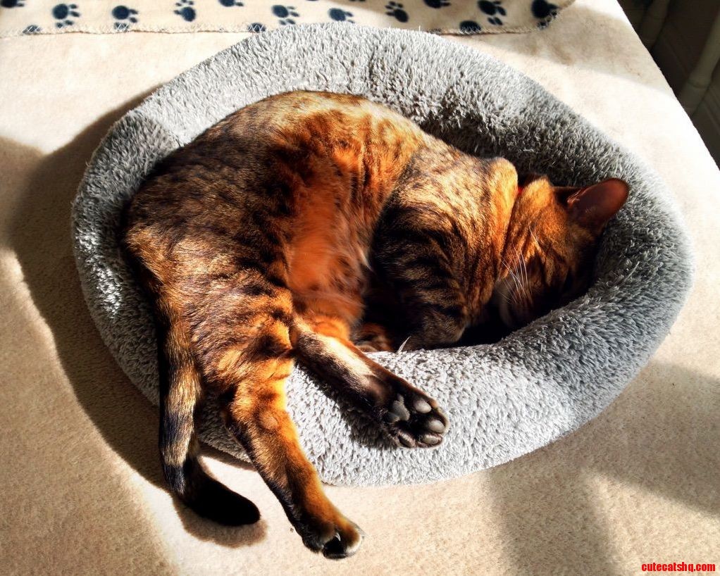 Red Cat in the Sun